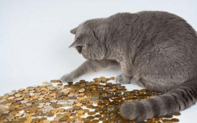 Cash Flow Mastery For Business Growth