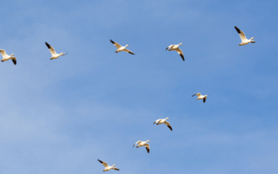 Xero Accounting – An Onboarding Checklist For Your Business